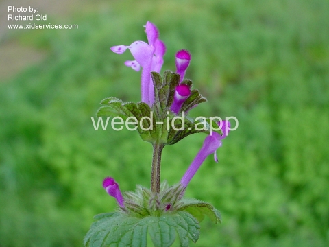 henbit